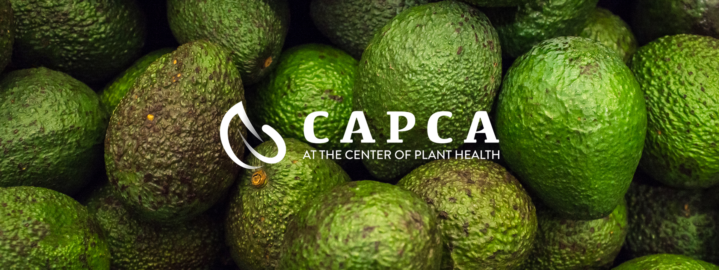 Fresh organic avocados in display at local farmers market
